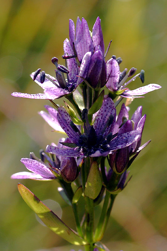 Swertia perennis L. (una stazione particolare)